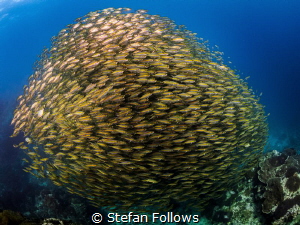 One for the money ... Oxeye Scad - Selar boops. Sail Rock... by Stefan Follows 